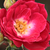 Rózsaszín - Virágágyi polianta rózsa - Dopey